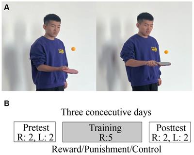 The effects of reward and punishment on the performance of ping-pong ball bouncing